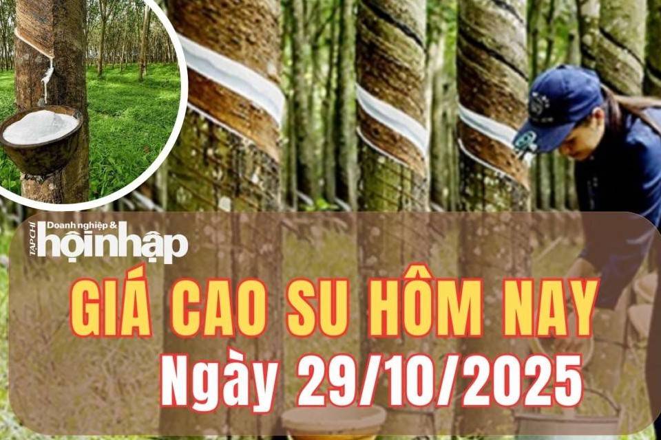 Giá cao su hôm nay 29/10/2025: Giá trong nước đứng giá, sàn Nhật, Trung Quốc rẽ hai hướng