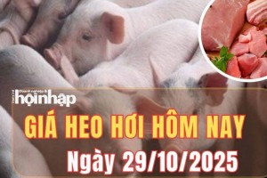 Giá heo hơi hôm nay 29/10/2025: Giá heo hơi giảm tại một số địa phương trên cả nước