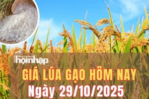 Giá lúa gạo hôm nay 29/10/2025: Giá gạo tăng nhẹ, lúa bình ổn