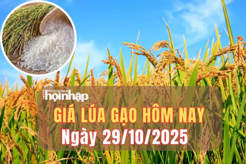 giá lúa gạo giá lúa gạo
