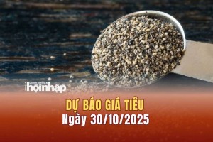 Dự báo giá tiêu 30/10: Tiêu trong nước và thế giới tăng mạnh