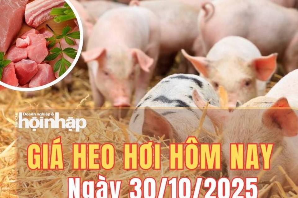Giá heo hơi hôm nay 30/10/2025: Giá heo hơi miền Bắc và miền Nam đi ngang, miền Trung tiếp đà giảm