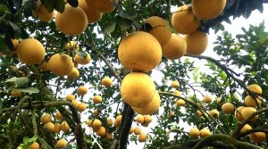 Phú Thọ thúc đẩy phát triển bền vững vùng bưởi đặc sản Đoan Hùng