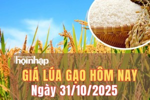 Giá lúa gạo hôm nay 31/10/2025: Giá gạo nguyên liệu và phụ phẩm giảm nhẹ