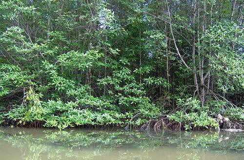 Đầu tư vào thiên nhiên: Chìa khóa cho tương lai Châu Á và Thái Bình Dương Đầu tư vào thiên nhiên: Chìa khóa cho tương lai Châu Á và Thái Bình Dương