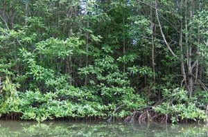 Đầu tư vào thiên nhiên: Chìa khóa cho tương lai Châu Á và Thái Bình Dương