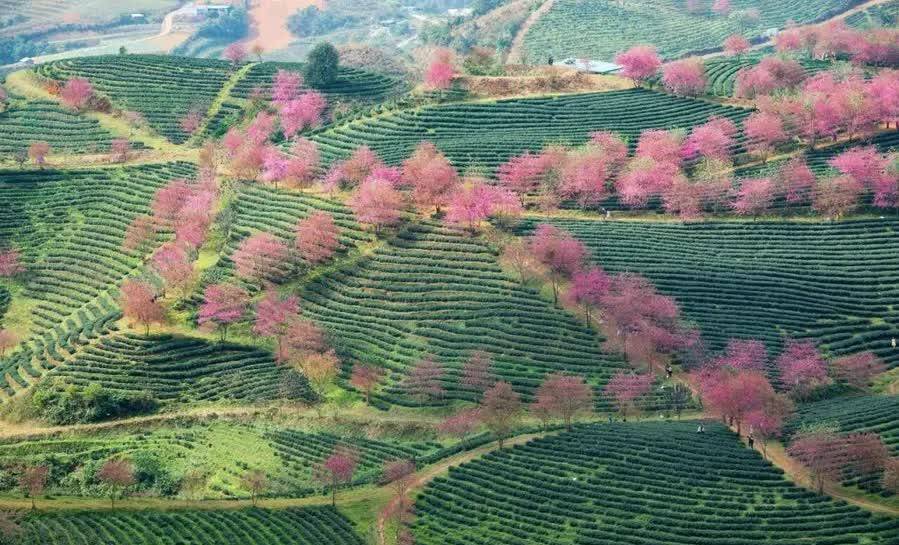 Lào Cai chấp thuận dự án khu đô thị sinh thái Đồi chè Ô Quý Hồ – Giấc mơ hồng Tây Bắc