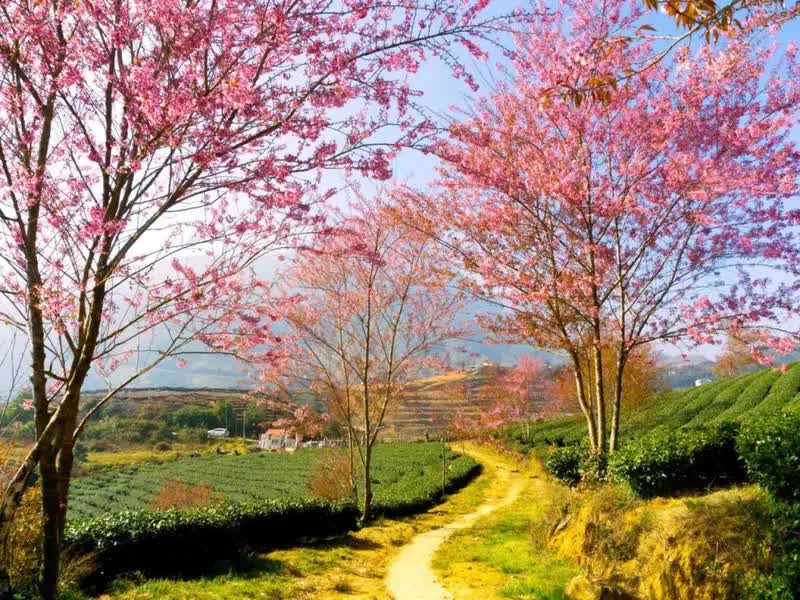 Đồi chè Ô Quy Hồ rực rỡ với hoa đào nở rộ Đồi chè Ô Quy Hồ rực rỡ với hoa đào nở rộ