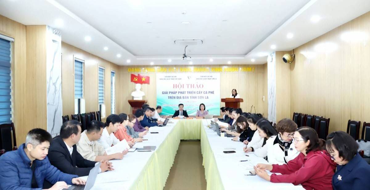 Sơn La phát triển cà phê Arabica chất lượng cao, hướng đến thị trường quốc tế