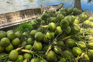 Ngành dừa Việt Nam thúc đẩy chiến lược mới để nâng tầm thương hiệu xuất khẩu