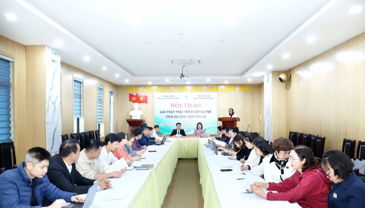 Sơn La phát triển cà phê Arabica chất lượng cao, hướng đến thị trường quốc tế Sơn La phát triển cà phê Arabica chất lượng cao, hướng đến thị trường quốc tế