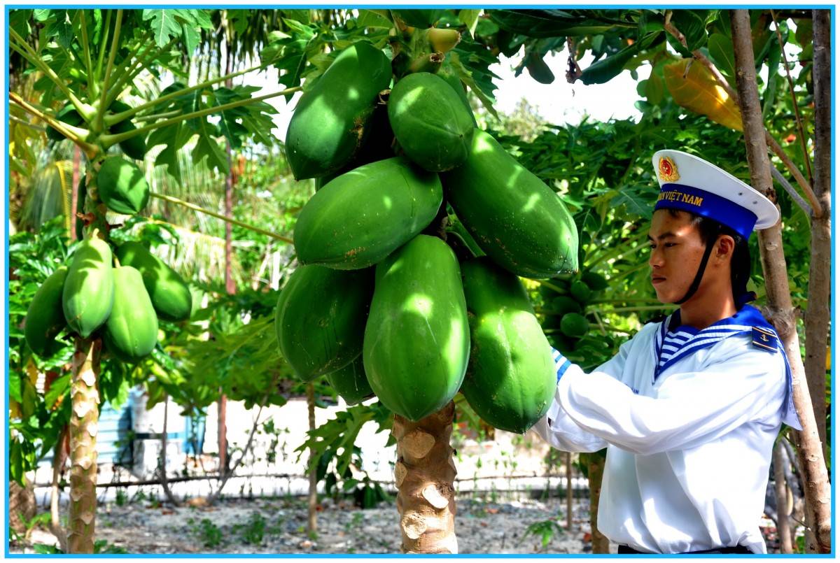 “Xanh hóa Trường Sa” – Hành trình nửa triệu cây xanh vượt biển đến đảo xa