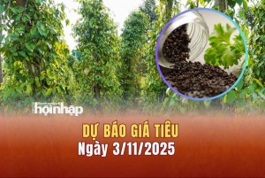 Dự báo giá tiêu 3/11: Tiêu trong nước tiếp đà tăng cao