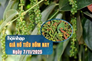 Giá tiêu hôm nay 7/11/2025: Hồ tiêu trong nước ổn định, thị trường quốc tế tăng nhẹ