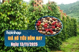 Giá tiêu hôm nay 13/11/2025: Giảm nhẹ 1.000 đồng/kg, thị trường trong nước chững lại