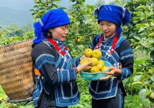 Lào Cai thúc đẩy sản xuất nông nghiệp bền vững, hoàn thành mục tiêu năm 2025