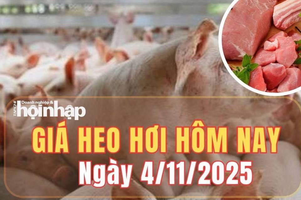 Giá heo hơi hôm nay 4/11/2025: Giá heo hơi ổn định trên toàn quốc