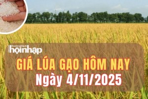 Giá lúa gạo hôm nay 4/11/2025: Giá gạo nguyên liệu giảm nhẹ, phụ phẩm đi xuống