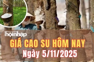 Giá cao su hôm nay 5/11/2025: Giá cao su trong nước ổn định, xuất khẩu duy trì đà tăng quý III/2025
