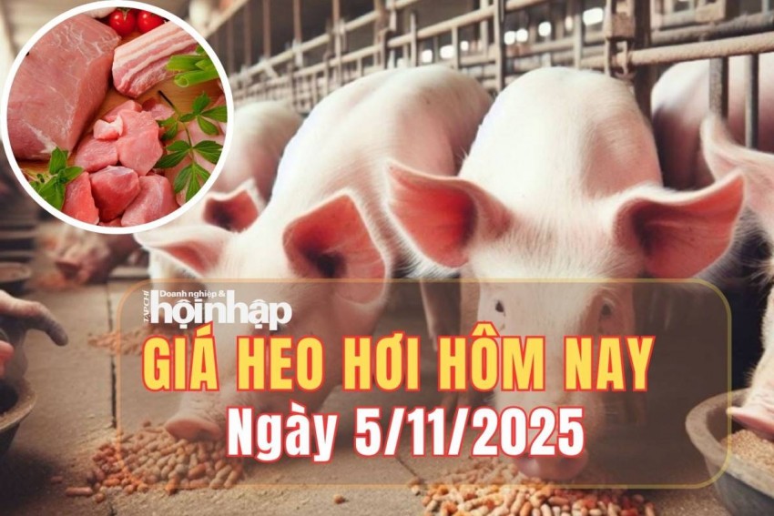 Giá heo hơi hôm nay 5/11/2025: Giá heo hơi đồng loạt giảm trên cả nước