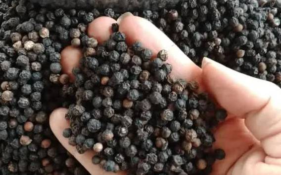 Hồ tiêu Việt Nam lập kỷ lục xuất khẩu, hướng đến mốc 1,5 tỷ USD năm 2025