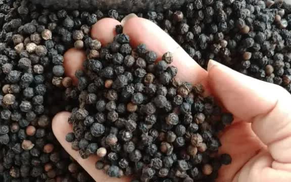 Hồ tiêu Việt Nam lập kỷ lục xuất khẩu, hướng đến mốc 1,5 tỷ USD năm 2025