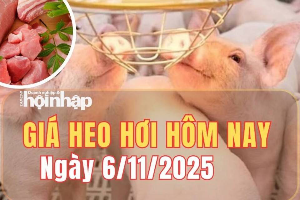 Giá heo hơi hôm nay 6/11/2025: Giá heo hơi tiếp đà giảm mạnh trên cả ba miền