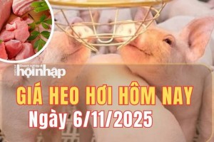 Giá heo hơi hôm nay 6/11/2025: Giá heo hơi tiếp đà giảm mạnh trên cả ba miền