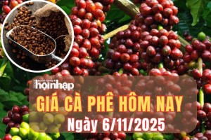 Giá cà phê hôm nay 6/11/2025: Giá cà phê trong nước hạ nhiệt nhẹ, thị trường thế giới bật tăng trở lại