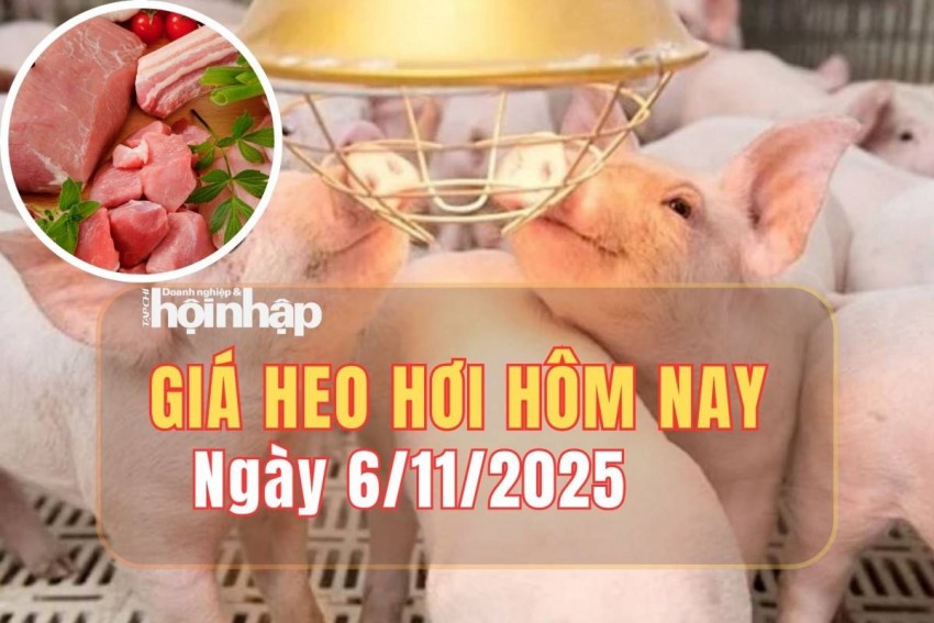 Giá heo hơi hôm nay 6/11/2025: Giá heo hơi tiếp đà giảm mạnh trên cả ba miền