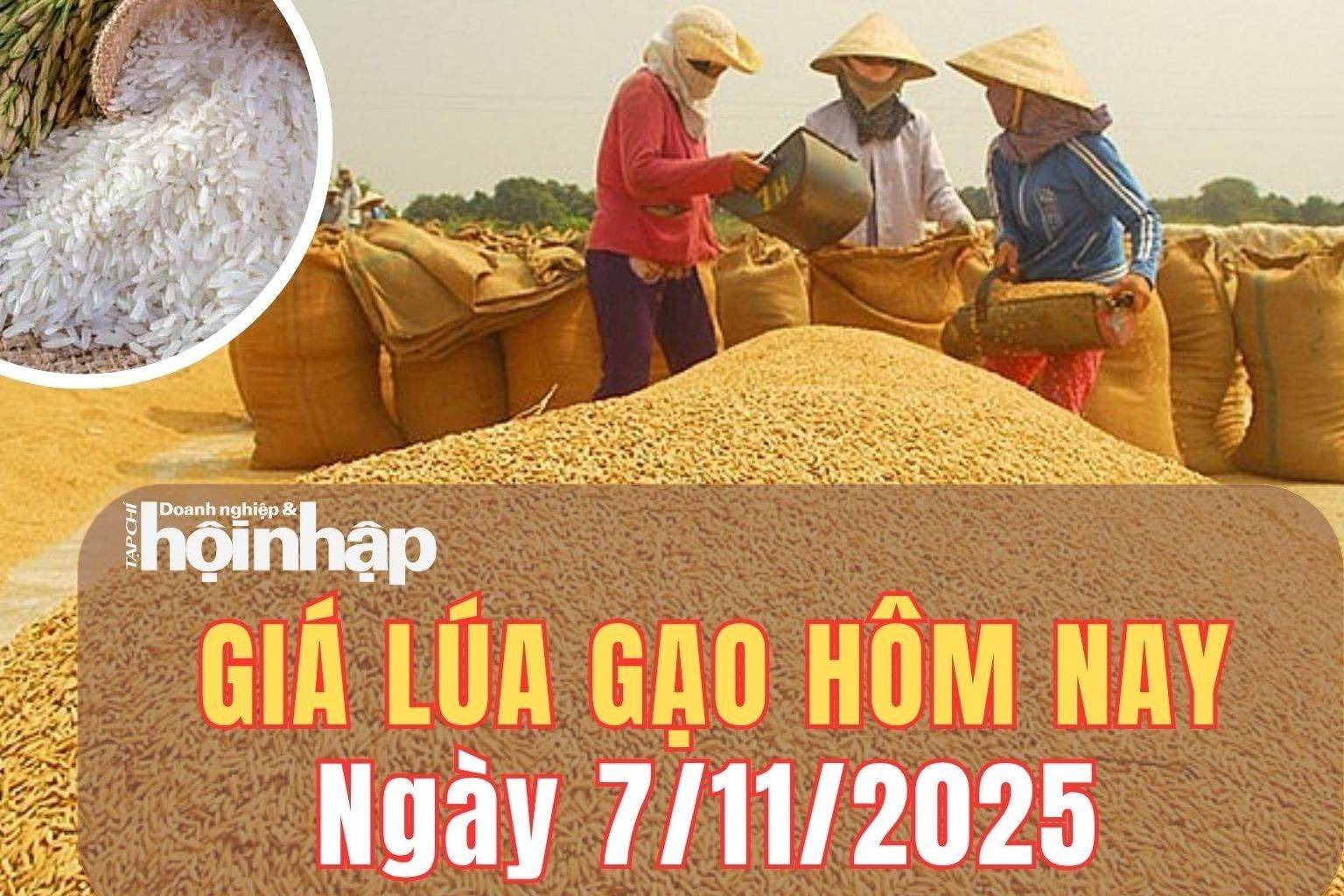 Giá lúa gạo hôm nay 7/11/2025: Giá lúa gạo ổn định, Philippines siết nhập khẩu