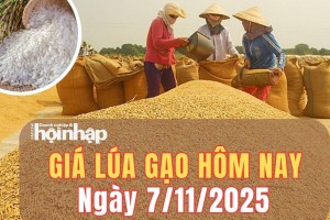 Giá lúa gạo hôm nay 7/11/2025: Giá lúa gạo ổn định, Philippines siết nhập khẩu