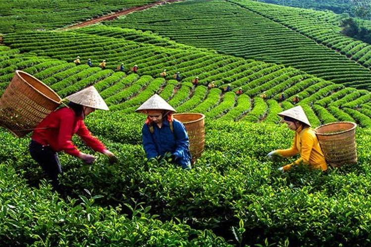 Náo nức start-up ngành trà tại GEN TEA 2025