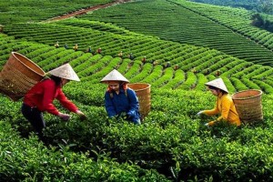 Náo nức start-up ngành trà tại GEN TEA 2025