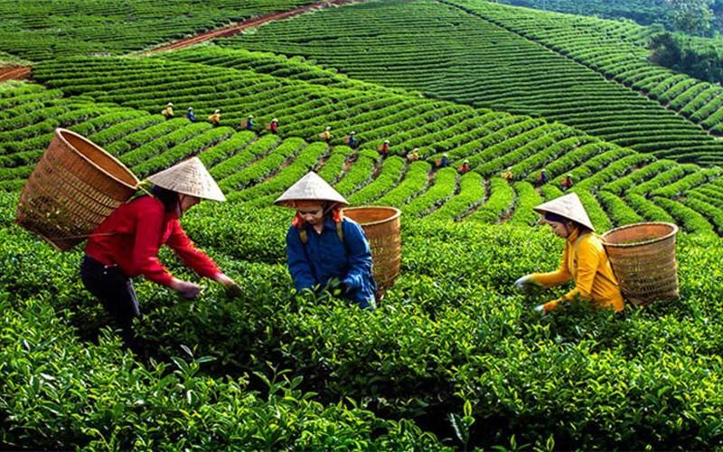 Náo nức start-up ngành trà tại GEN TEA 2025
