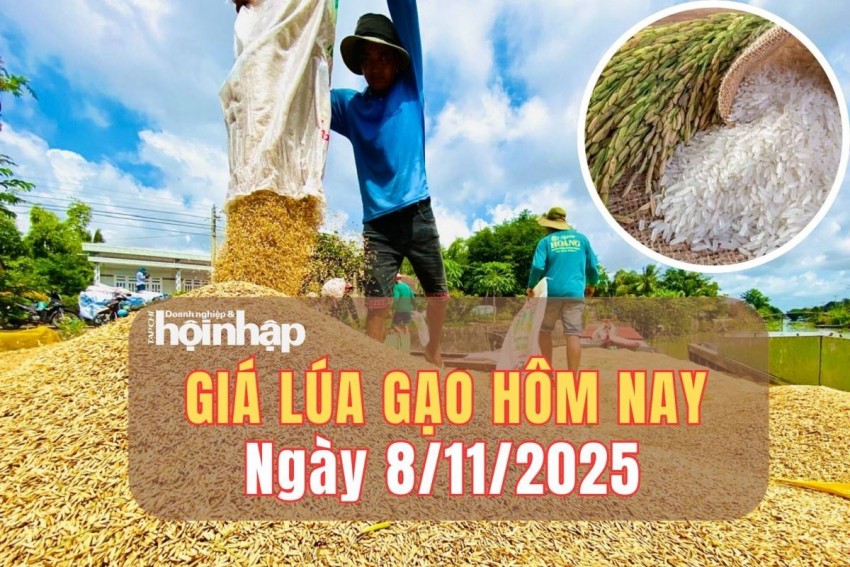 Giá lúa gạo hôm nay 8/11/2025: Giá gạo và phụ phẩm biến động trái chiều