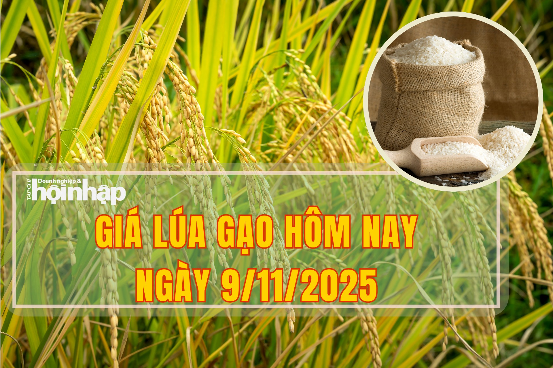 Giá lúa gạo hôm nay 9/11/2025: Thị trường nội địa và xuất khẩu trầm lắng