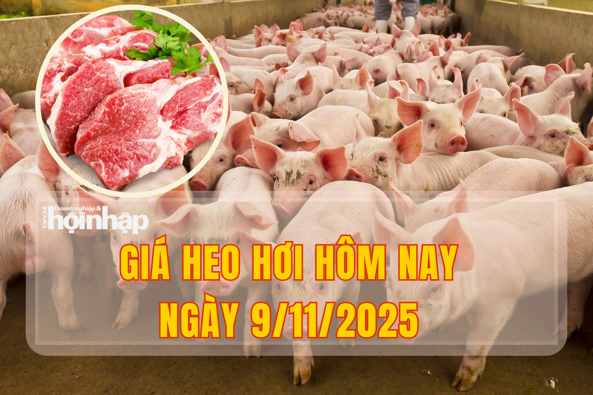 Giá heo hơi hôm nay 9/11/2025: Thị trường đi ngang, giữ mức đỉnh 51.000 đồng/kg