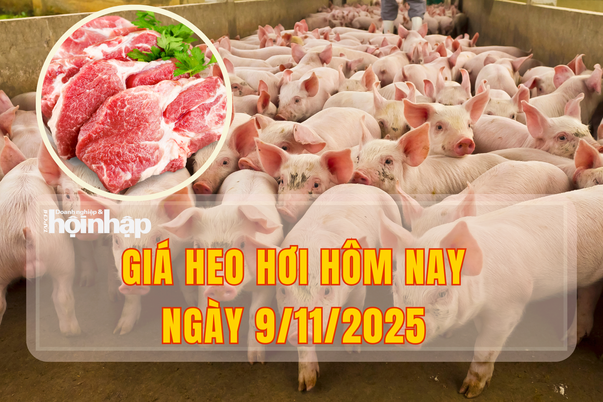 Giá heo hơi hôm nay 9/11/2025: Thị trường đi ngang, giữ mức đỉnh 51.000 đồng/kg