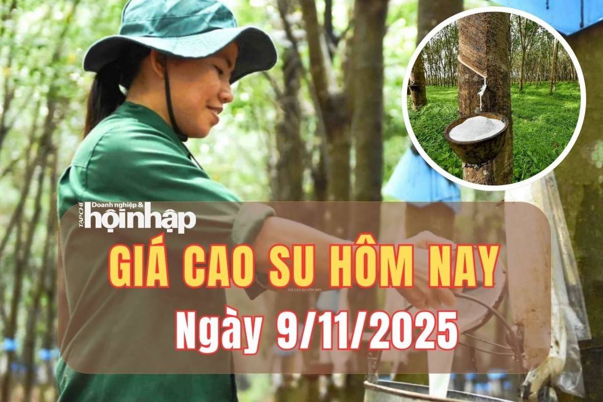 Giá cao su hôm nay 9/11/2025: Giá cao su trong nước bình ổn, thế giới tăng
