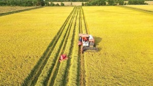 Miễn thuế sử dụng đất nông nghiệp đến hết năm 2030