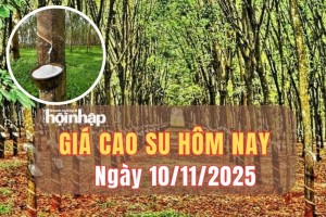 Giá cao su hôm nay 10/11/2025: Giá cao su trong nước đi ngang, thế giới "bật" tăng
