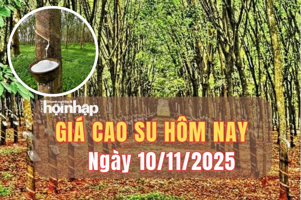 Giá cao su hôm nay 10/11/2025: Giá cao su trong nước đi ngang, thế giới 