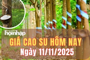 Giá cao su hôm nay 11/11/2025: Giá cao su thế giới biến động lệch chiều