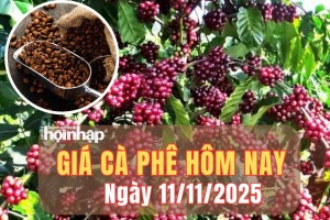 Giá cà phê hôm nay 11/11/2025: Giá cà phê trong nước tăng nhẹ, thế giới biến động trái chiều
