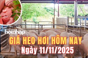 Giá heo hơi hôm nay 11/11/2025: Giá heo hơi tiếp đà giảm trên toàn quốc