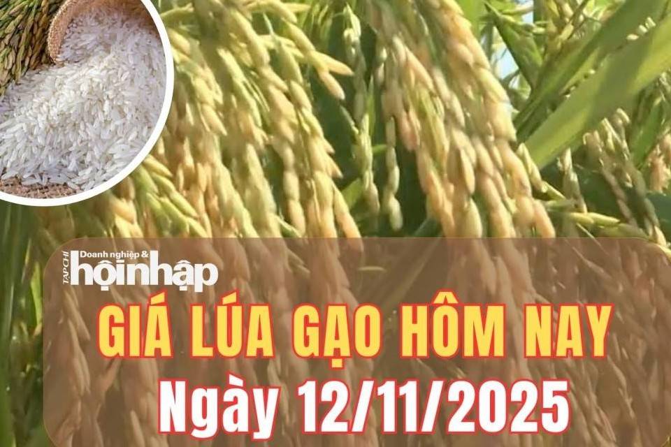 Giá lúa gạo hôm nay 12/11/2025: Giá lúa gạo bình ổn, thị trường xuất khẩu đi ngang