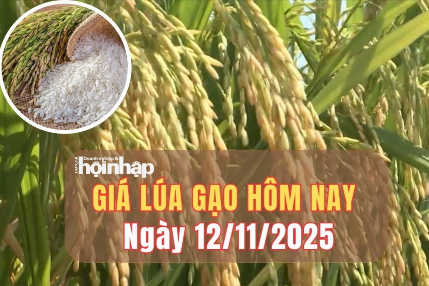 Giá lúa gạo hôm nay 12/11/2025: Giá lúa gạo bình ổn, thị trường xuất khẩu đi ngang