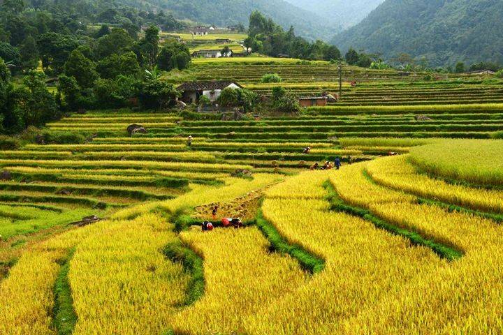 Khám phá bản Sông Moóc mùa lúa chín xinh đẹp giữa đại ngàn