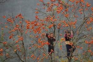 Mộc Châu mùa hồng chín hành trình ngọt ngào giữa cao nguyên Tây Bắc